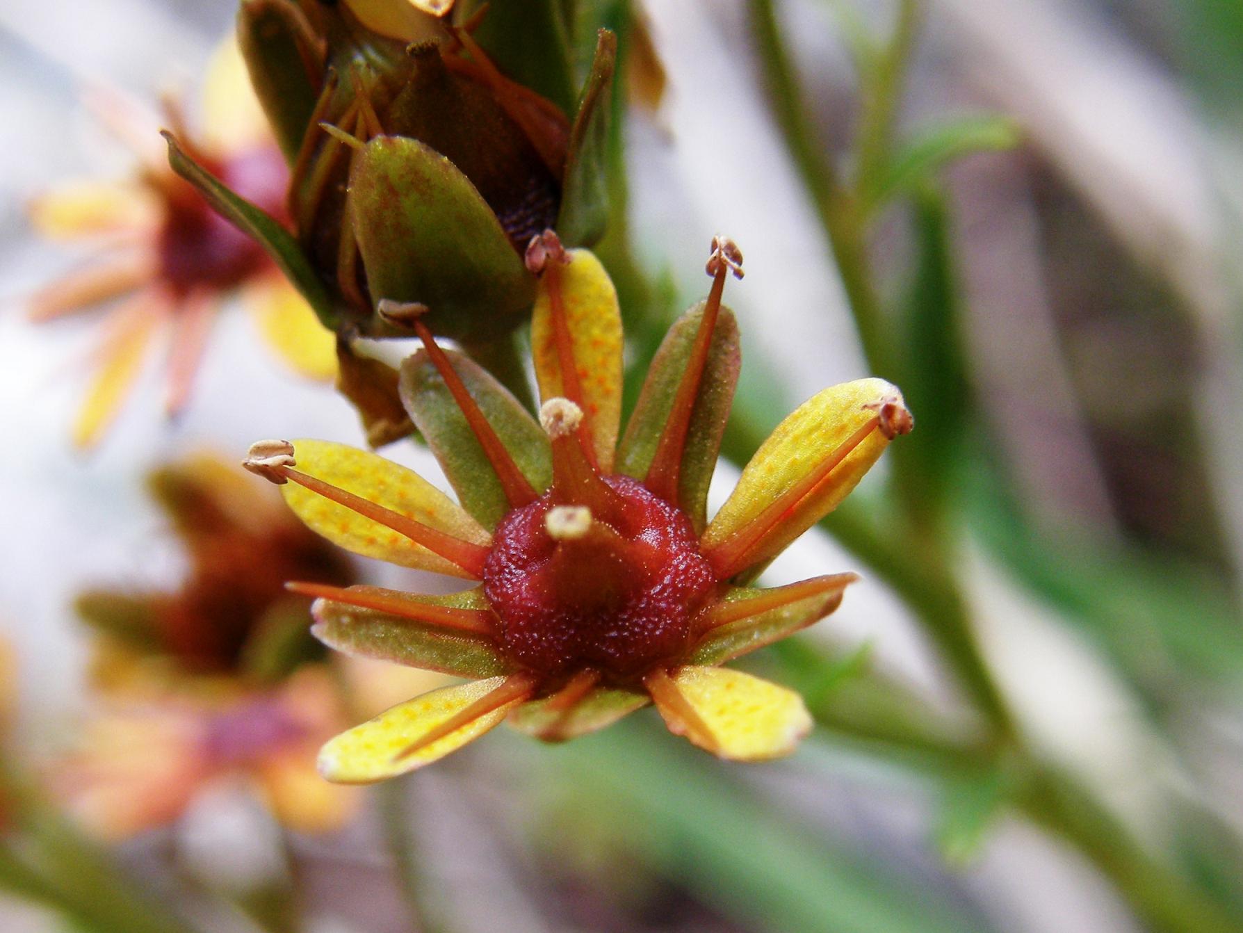 Saxifraga aizoides / Sassifraga autunnale